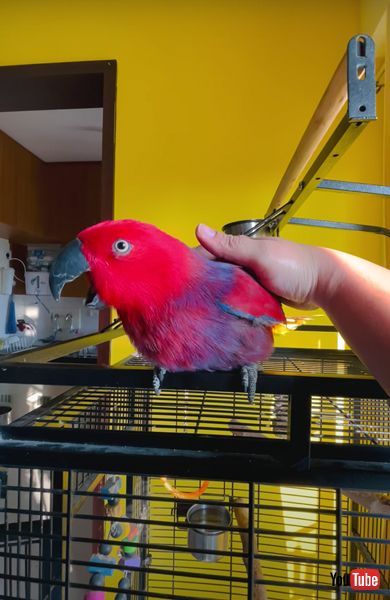 着信音が上手なインコの画像