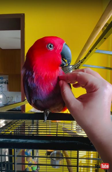 着信音が上手なインコの画像