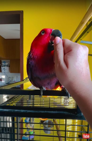 着信音が上手なインコの画像