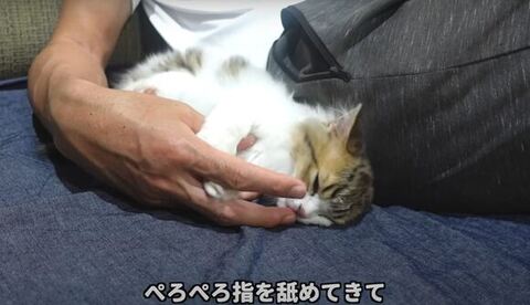 指をペロペロするコロタくん