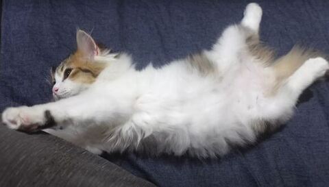 かわいいコロタくん