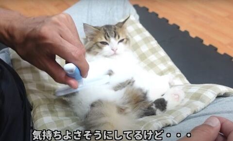 ブラッシングを満喫するコロタくん