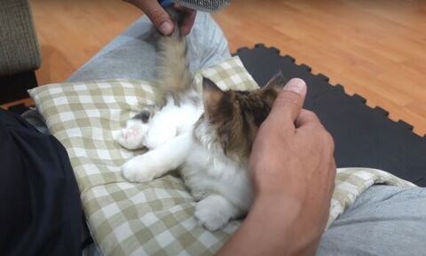 しっぽをブラッシング