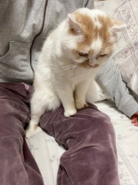 飼い主の太ももに座るホイちゃん