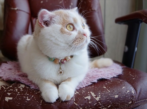 おすまし顔のホイちゃん