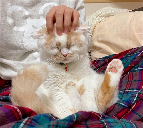 眠くなったホイちゃん