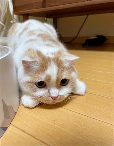 ホイホイジェット発射寸前