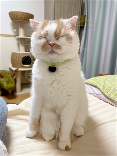 謎ポーズで寝るホイちゃん