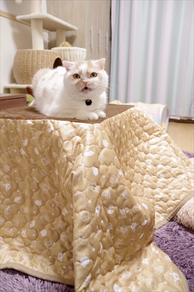 猫用コタツを導入