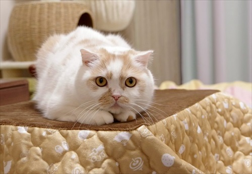 猫用コタツの上に乗って