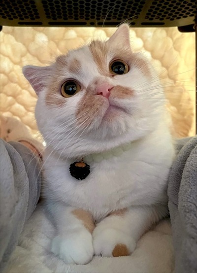 コタツの中に入るホイちゃん