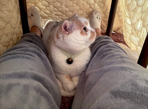 飼い主とコタツに入るホイちゃん