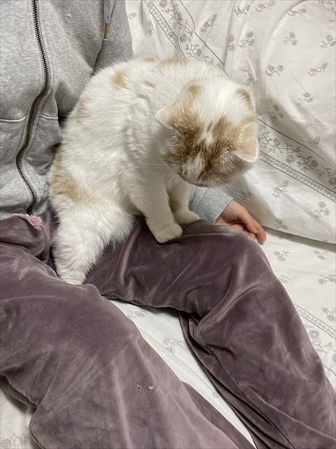 後ろを振り返って調整するホイちゃん