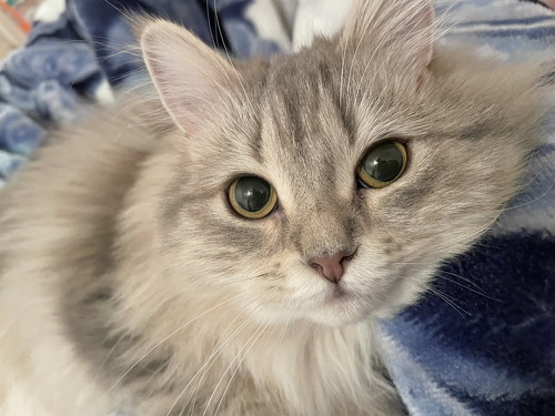 ラガマフィンの女の子