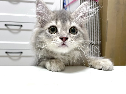 ラガマフィンの女の子