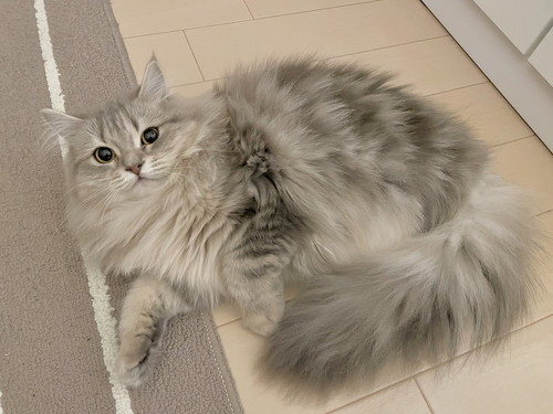 ラガマフィンの女の子