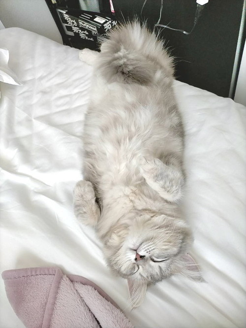 ラガマフィンの女の子