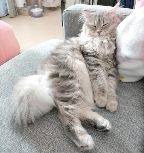 ラガマフィンの女の子