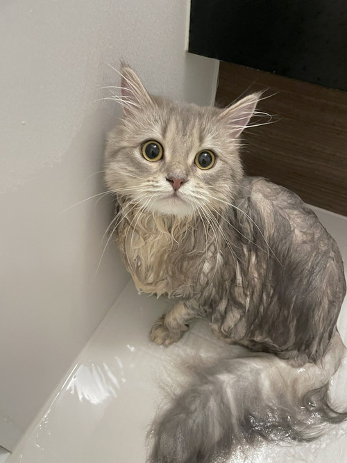 ラガマフィンの女の子