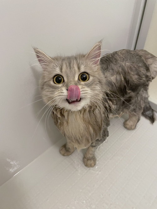 ラガマフィンの女の子