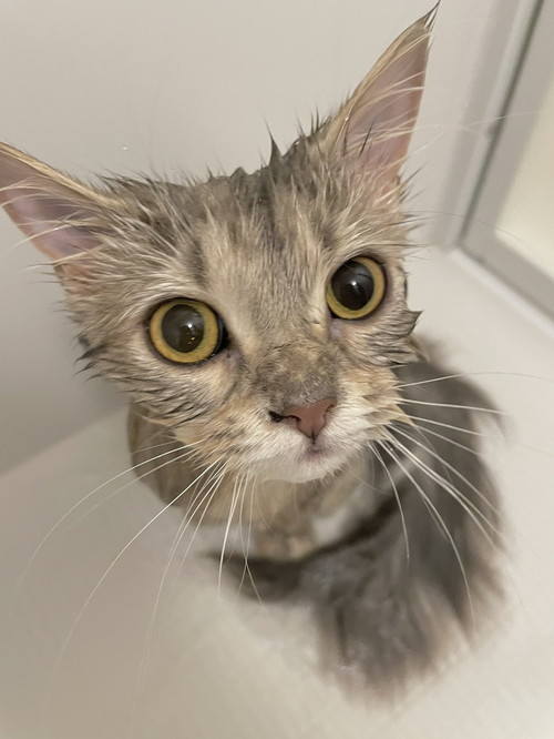 ラガマフィンの女の子