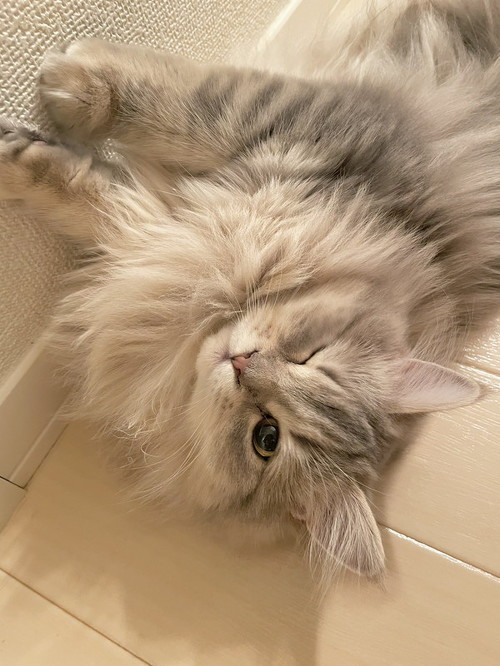 ラガマフィンの女の子