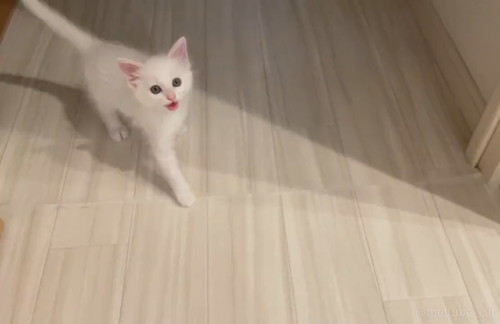 ごはんを求めて鳴くマオくん