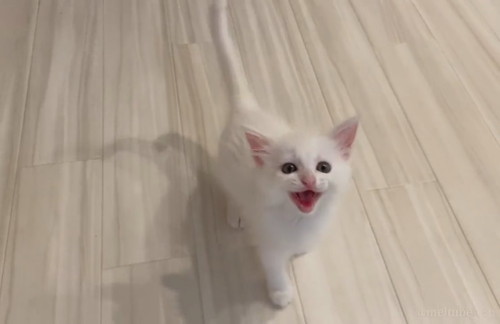 ねこ