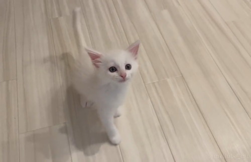 ごはんを求めて鳴くマオくん