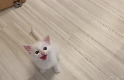 ごはんを求めて鳴くマオくん