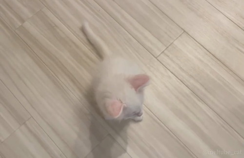 ごはんを求めて鳴くマオくん