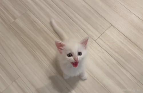 ごはんを求めて鳴くマオくん