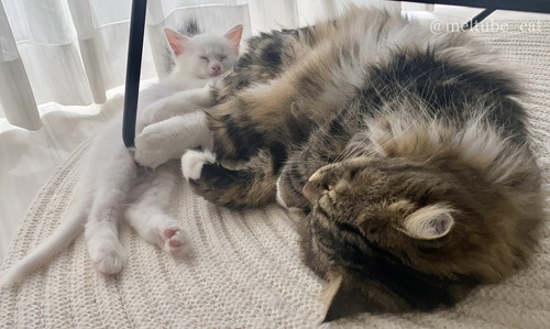 メルくんとマオくん