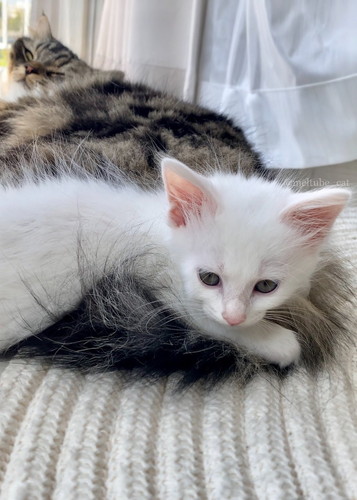 メルくんとマオくん