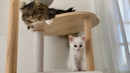 メルくんとマオくん