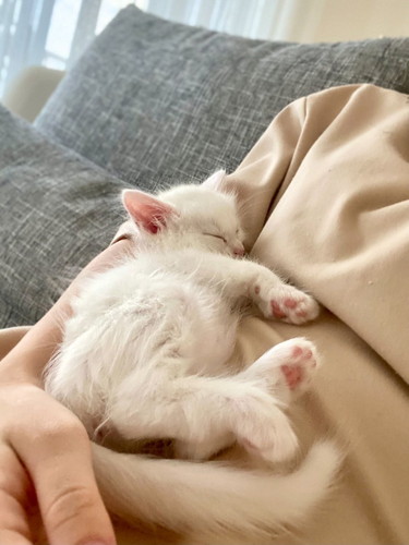 メルくんとマオくん