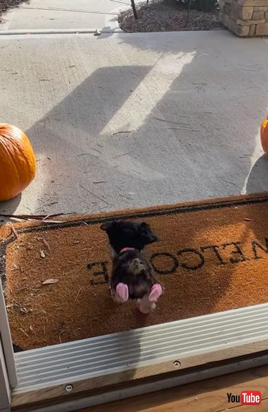 元気に走り回る子犬