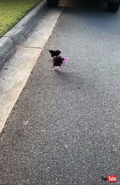 ハンディキャップをものともしない子犬