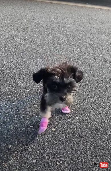 元気いっぱいな子犬