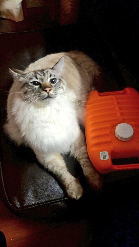 湯たんぽと猫
