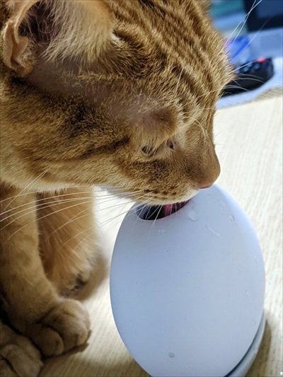 水を飲む茶トラ猫