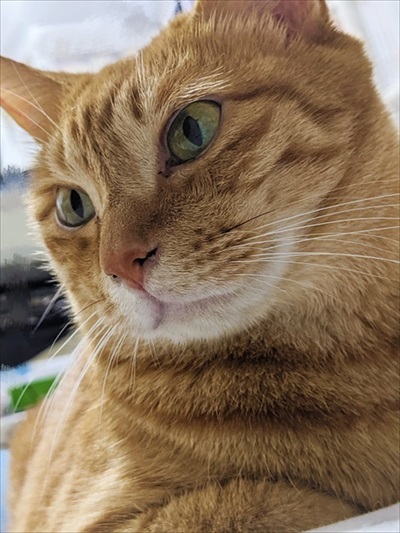 イケメンの茶トラ猫