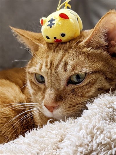 寅年のぬいぐるみと茶トラ猫