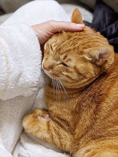 ナデナデされる茶トラ猫