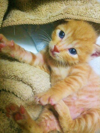 茶トラ柄の子猫