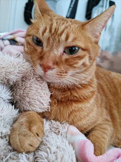 タオルが好きな茶トラ猫