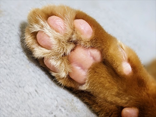 茶トラ猫の肉球