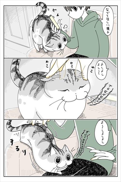膝の上に乗る猫