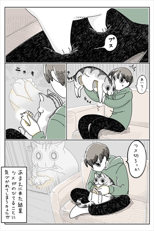 ツメが伸びていることに気付かれてしまう猫