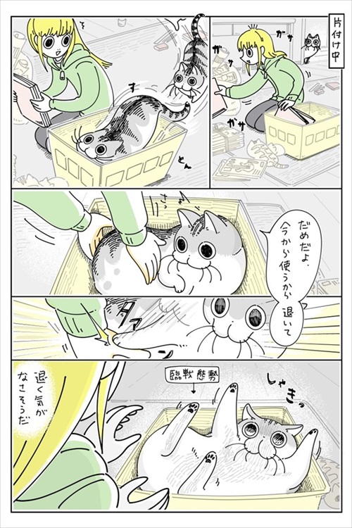 箱に入る猫